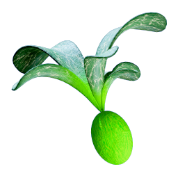 Cherimoya Rotsac