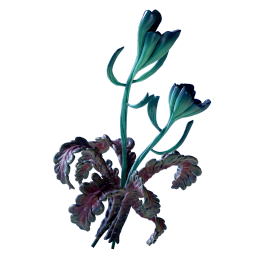 Freesia Flower